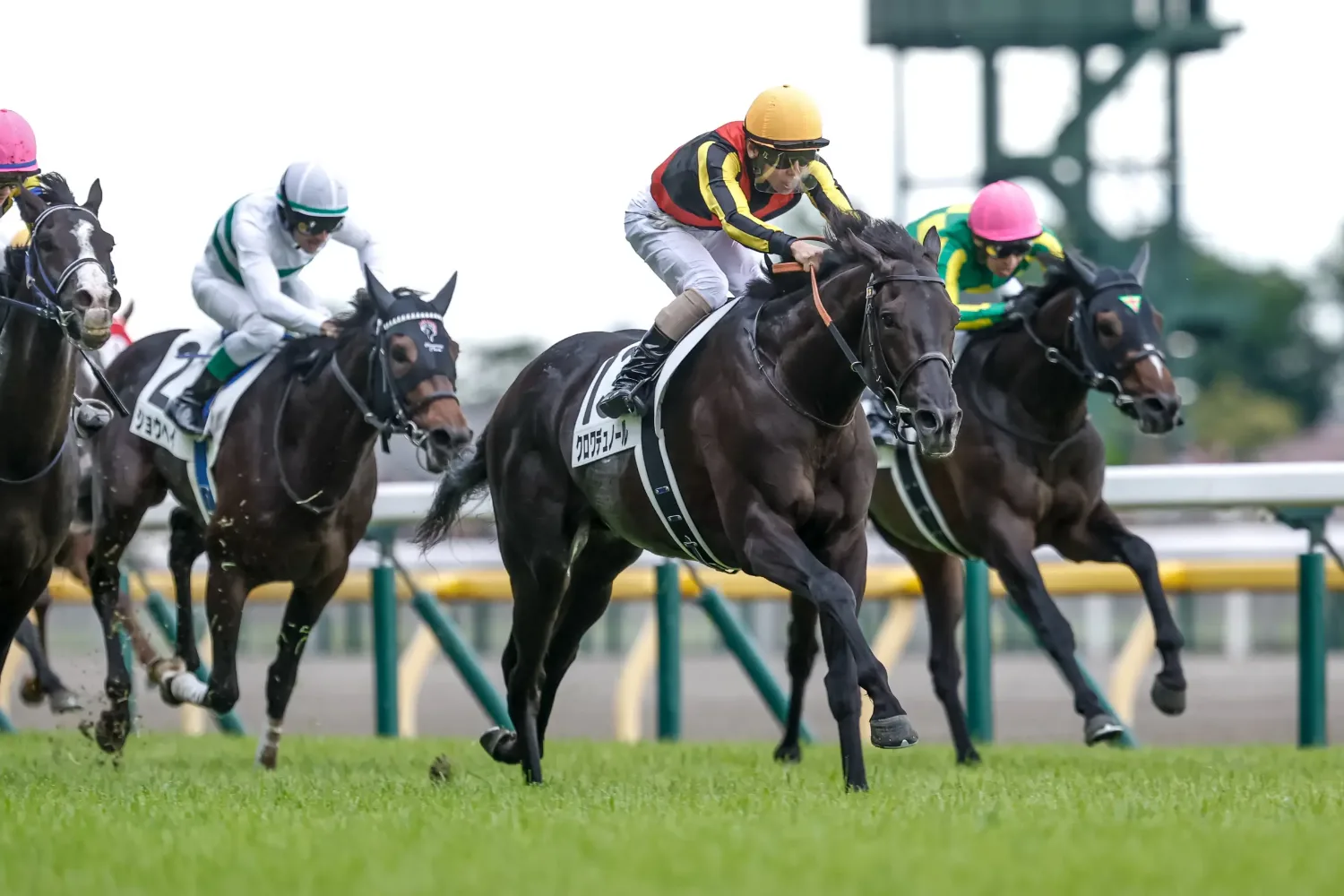 2025 Tokyo Yushun ( Japon Derbisi ) Galibi Croix du Nord
